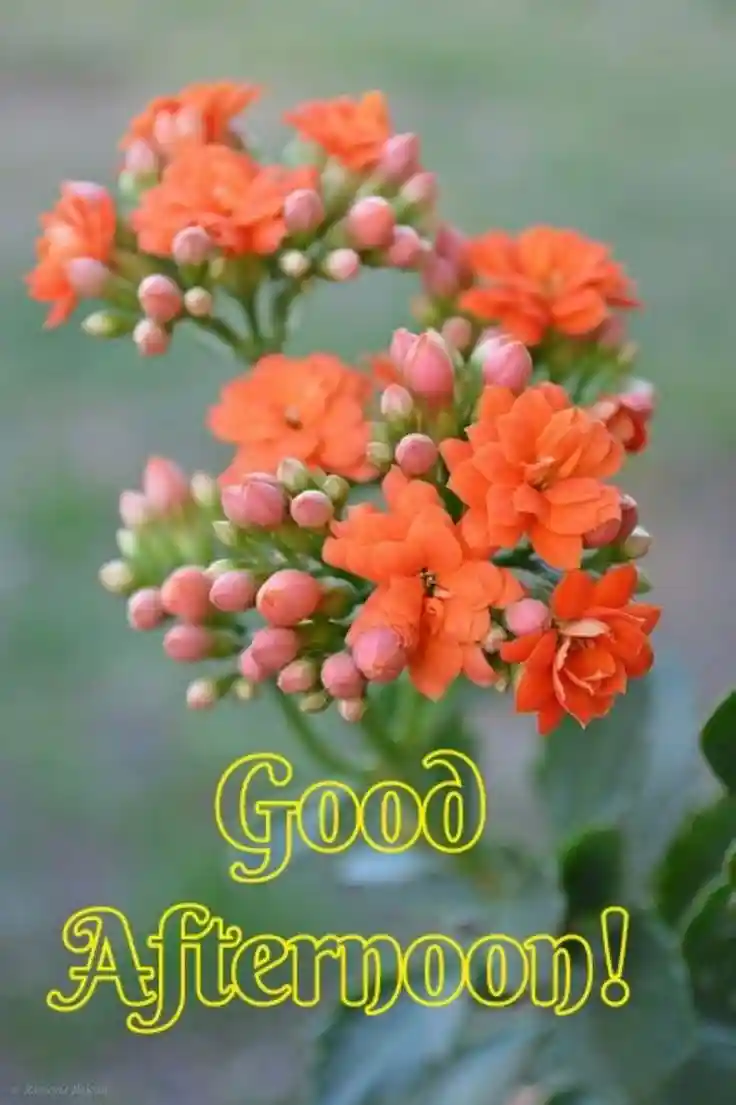 good-afternoon-images-for-whatsapp