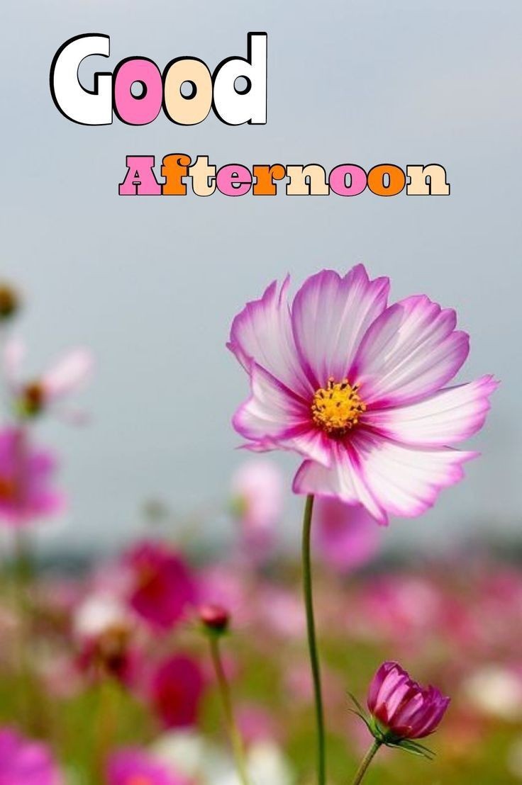 good afternoon images good afternoon images